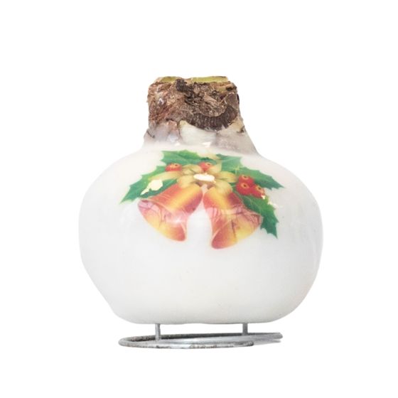 Amaryllis - Hippeastrum 'Posliinivahakellot'