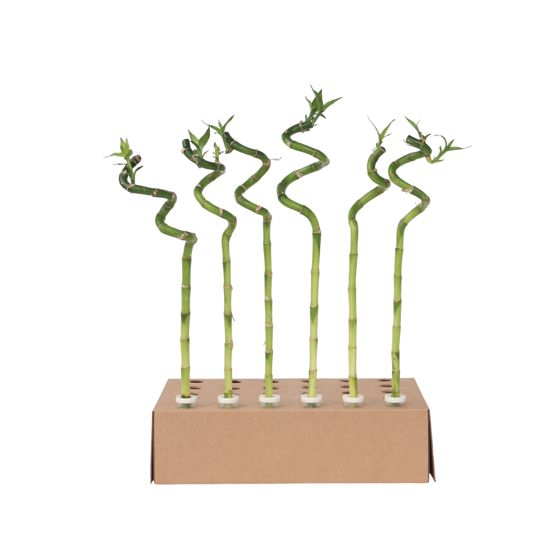 Onnenbambu - 6 kpl - Dracaena sanderiana - Korkeus 40-50 cm - ⌀2 cm