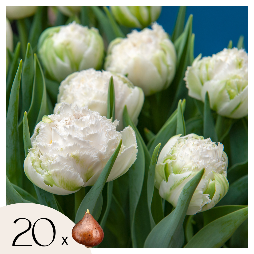 Tulppaaninsipulit - 20 kpl - Tulipa 'Snow Crystal' - Kukkasipulit - Valkoinen