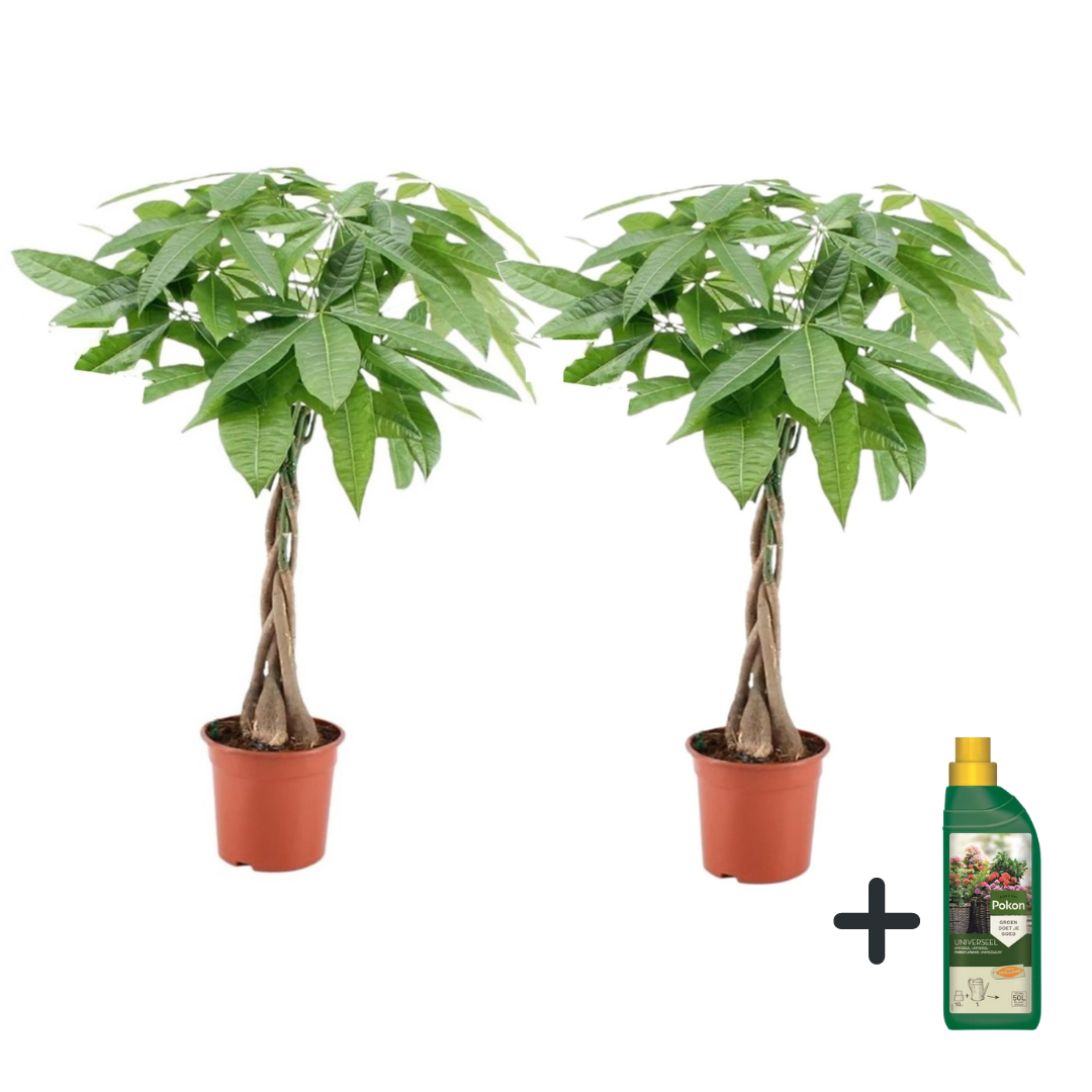 Rahanpuu - 2 kpl - Pachira aquatica - Korkeus 60-70 cm - ⌀17 cm