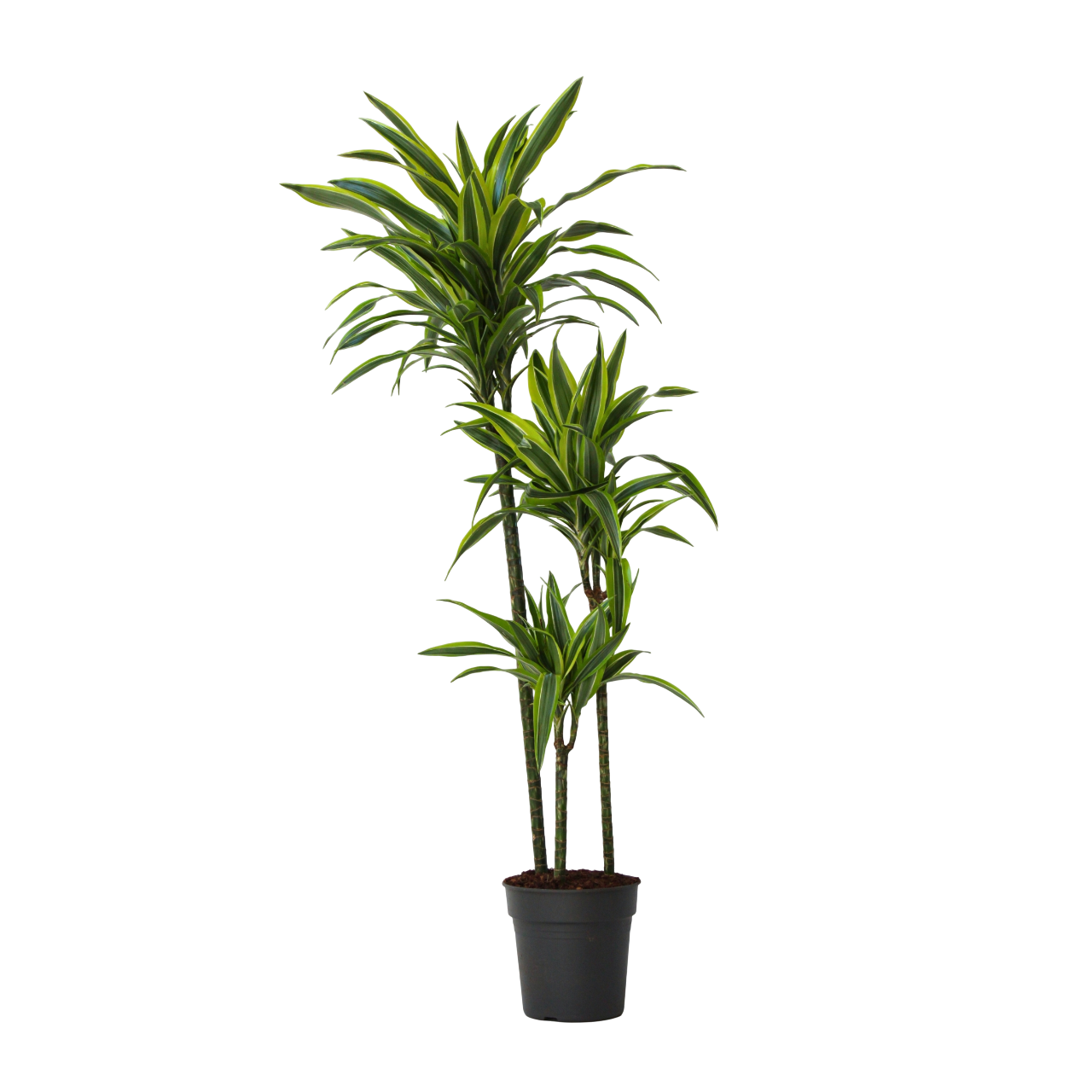 Lohikäärmipuu - Dracaena 'Lemon Lime' - Korkeus 130-140cm - ⌀24cm