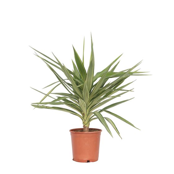 Piikitön jukka - Yucca elephantipes 'Jewel' - Korkeus 60-70cm - ⌀21cm