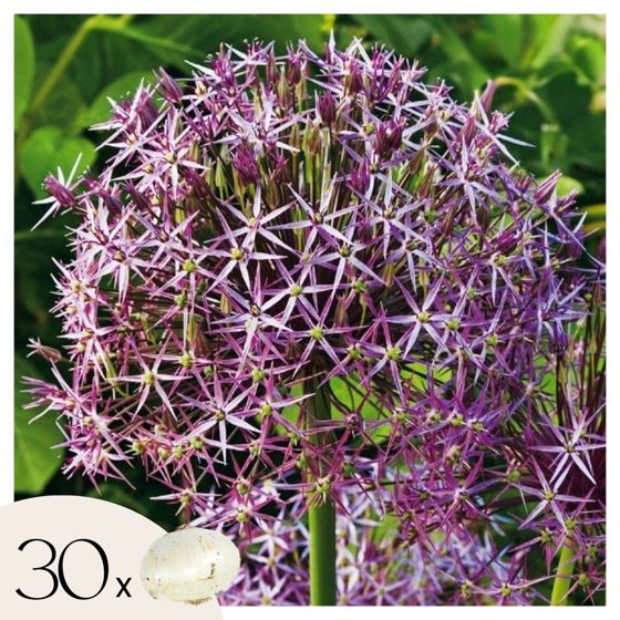 Koristeellinen sipuli - 30 kpl - Allium 'Christophii' - Kukkasipulit - Purppura