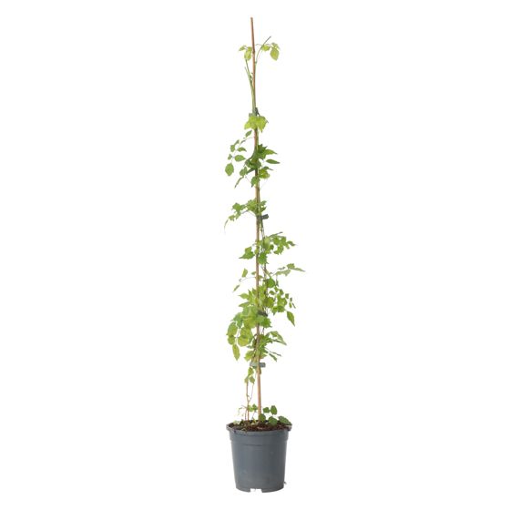 Torviviini - Campsis radicans - Korkeus 110-120cm - ⌀17cm
