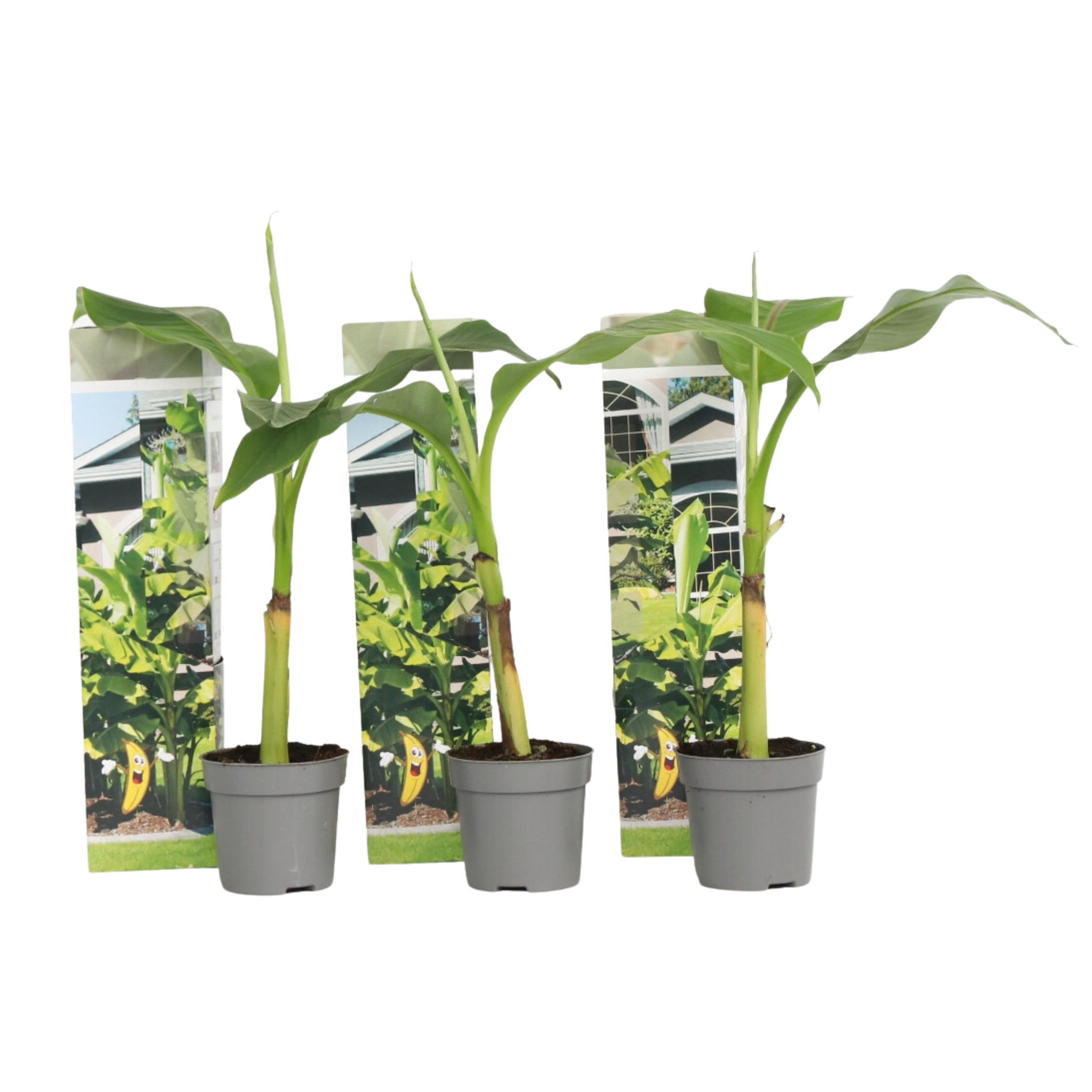 Kestävä banaani - 3 kpl - Musa basjoo - Korkeus 25-40cm - ⌀9cm