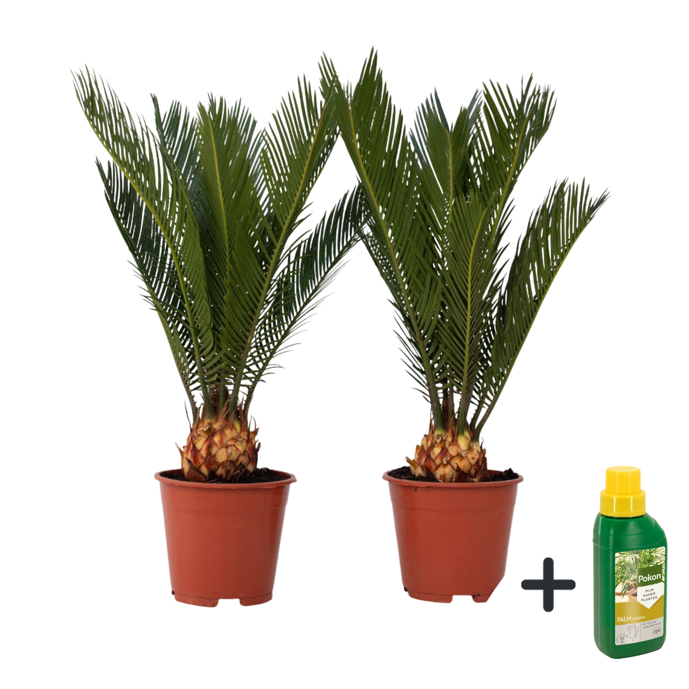 Sago-palmu - 2 kpl. - Cycas revoluta - Korkeus 45-60cm - ⌀15cm