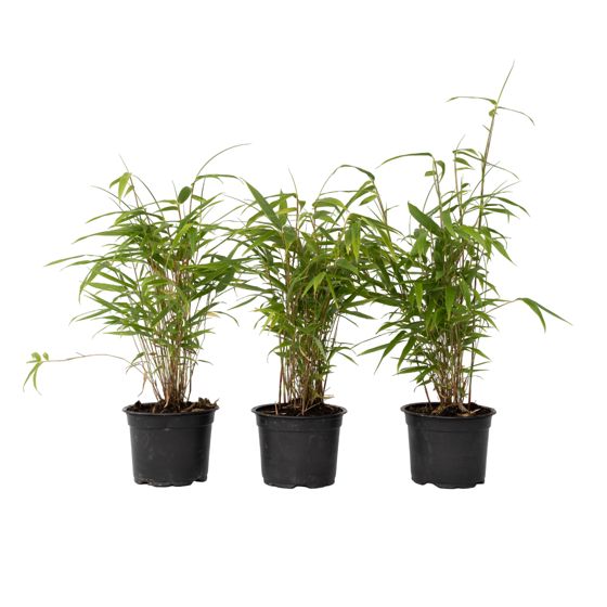 Sininen lohikäärme bambu - 3 kpl - Fargesia papyrifera 'Grex' - K30-40cm - ⌀13cm