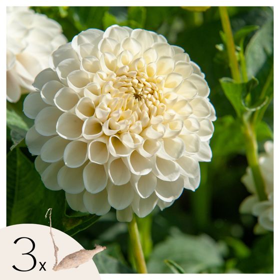 Daalian juurakot - 3 kpl - Dahlia 'Boom Boom White' - Kukkasipulit - Valkoinen