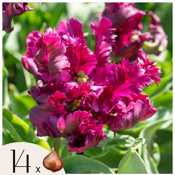 Tulppaaninsipulit - 14 kpl - Tulipa 'Parrot Negrita' - Kukkasipulit - Purppura