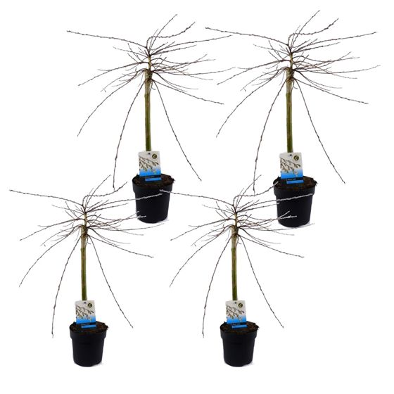 Iona-paju - 4 kpl. - Salix repens 'Iona' - Korkeus 70-80cm - ⌀14cm