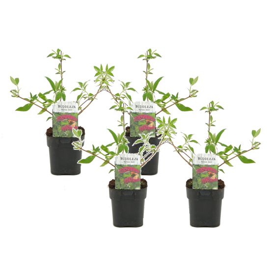 Kesäsyreeni - 4 kpl - Buddleja davidii 'Royal Red' - Korkeus 30-40cm - ⌀17cm