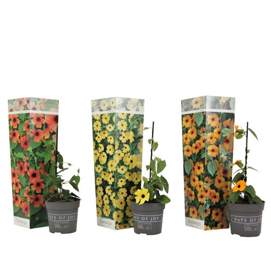 Mustasilmäsusanna - 3 kpl - Thunbergia alata - Korkeus 25-40cm - ⌀9cm