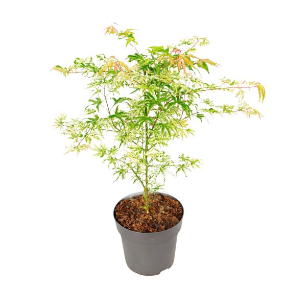 Japanin vaahtera - Acer palmatum 'Ukigumo' - Korkeus 50-60cm - ⌀19cm