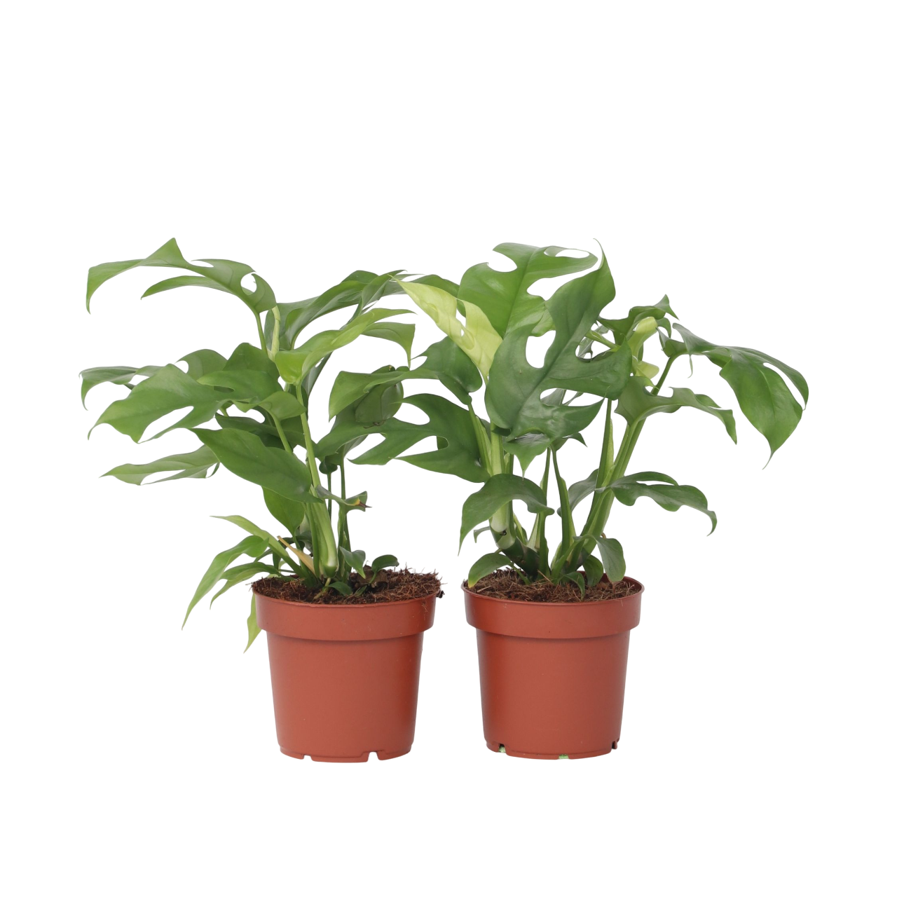 Monstera Minima - 2 kpl - Rhaphidophora tetrasperma - Korkeus 20-30 cm - ⌀12 cm