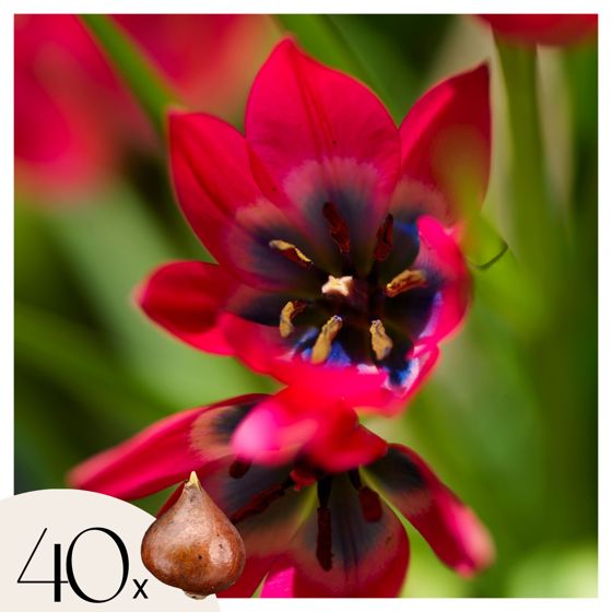 Tulppaaninsipulit - 40 kpl - Tulipa 'Little Beauty' - Kukkasipulit - Punainen