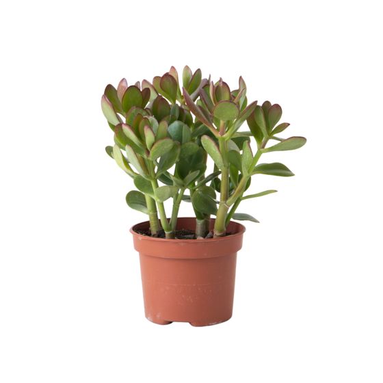 Jadekasvi - Crassula ovata - Korkeus 15-25 cm - ø12 cm