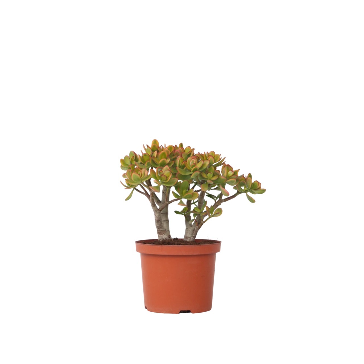 Jadekasvi - Crassula ovata 'Sunset' - Korkeus 30-35cm - ⌀17cm