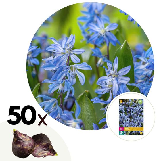 Siperiankrookus - 50 kpl - Scilla siberica - Kukkasipulit - Sininen