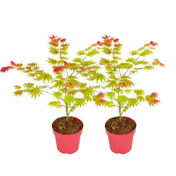 Japanin vaahtera - 2 kpl - Acer palmatum 'Moonrise' - Korkeus 40-50cm - ⌀19cm
