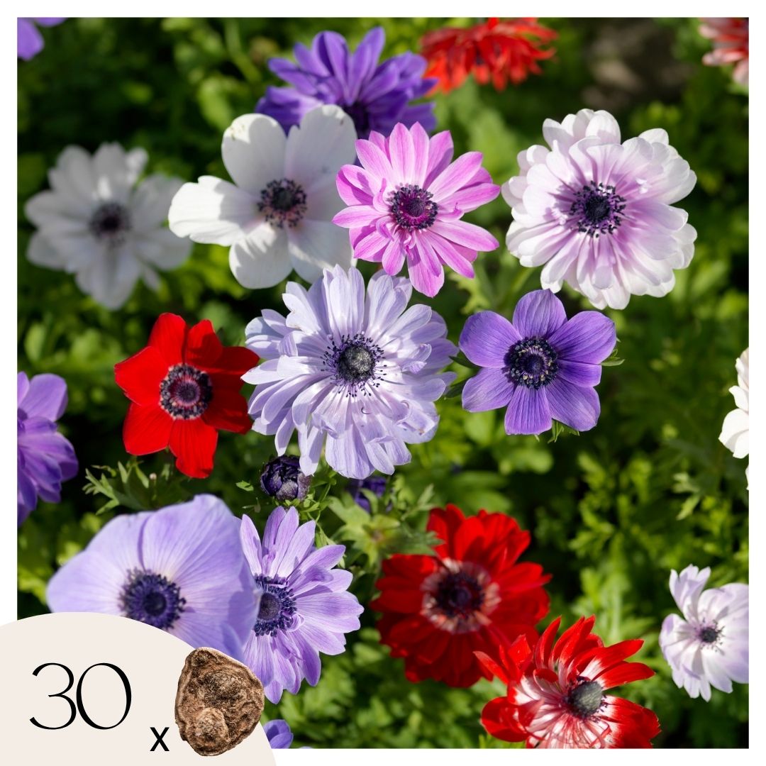 Anemone - 30 kpl:n setti - Anemone de Caen - Kukkasipulit