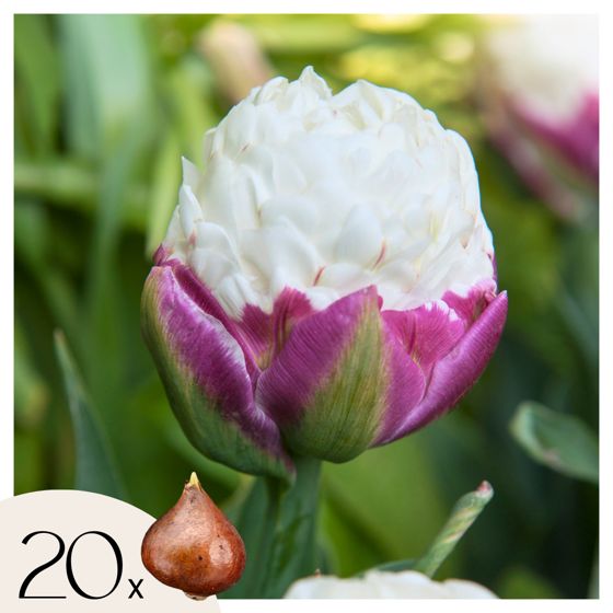 Tulppaaninsipulit - 20 kpl - Tulipa 'Ice Cream' - Kukkasipulit - Violetti