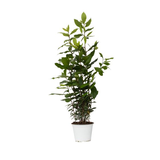 Laakeripuu - Laurus nobilis - Korkeus 30-40cm - ⌀14cm