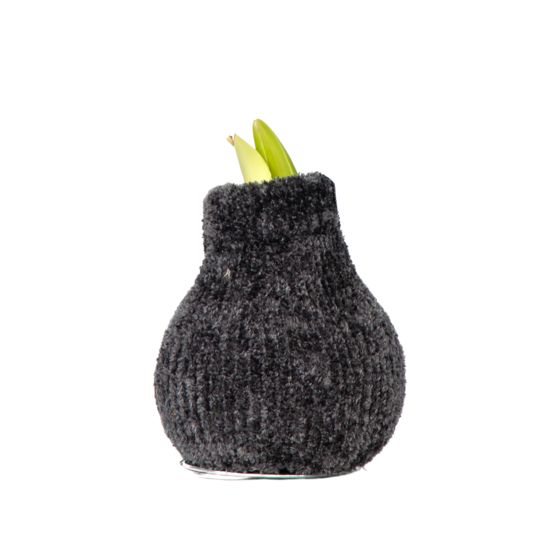 Amaryllis - Hippeastrum 'Cozy Teddy Gray' - Kukkasipuli - Punainen