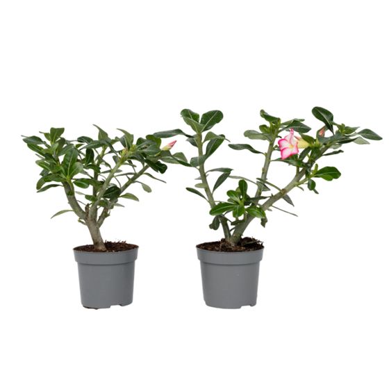 Aavikkoruusu - 2 kpl - Adenium obesum - Korkeus 30-45cm - ⌀13cm