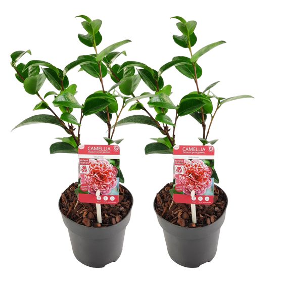 Japanin kamelia - 2 kpl. - Camellia 'Volunteer' - Korkeus 25-40cm - ⌀13cm