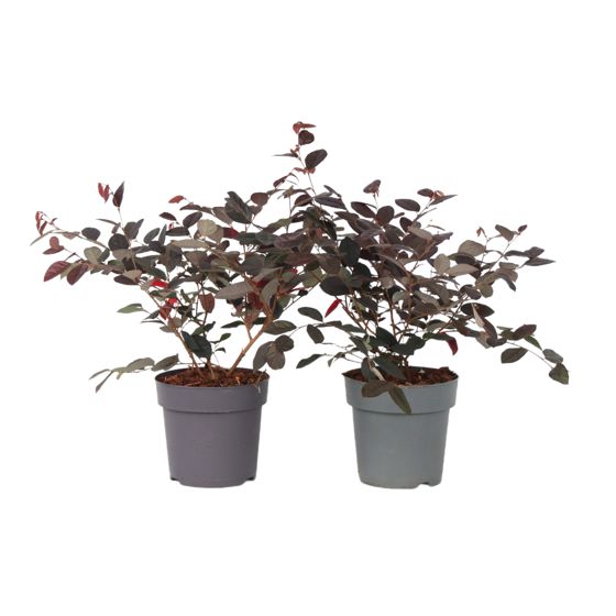 Kiinalainen hapsukukka - 2 kpl - Loropetalum 'Fire Dance' - K30-40cm - ⌀15cm