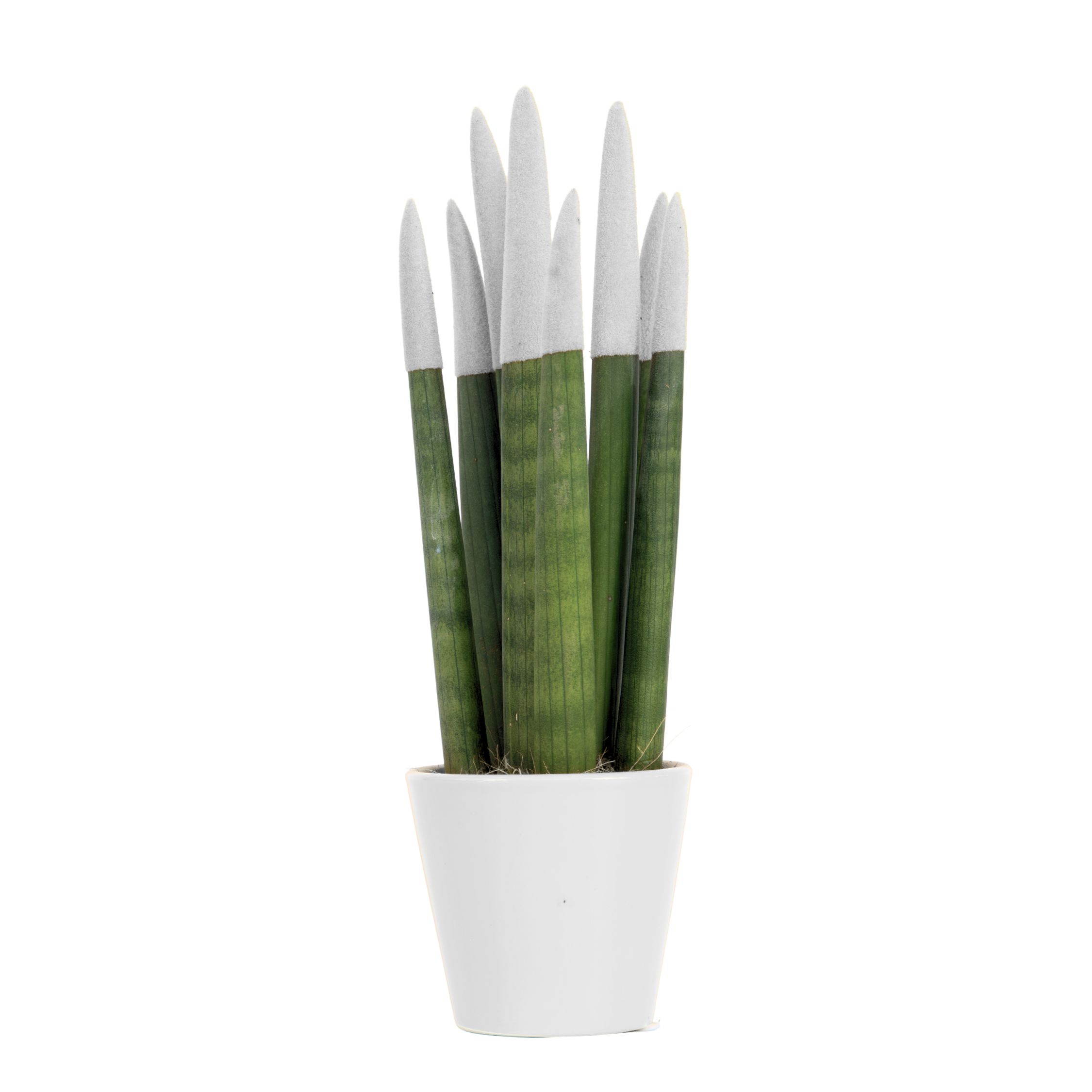 Velvet-käärmekasvi - Sansevieria cylindrica - Korkeus 20-40cm - ⌀9cm