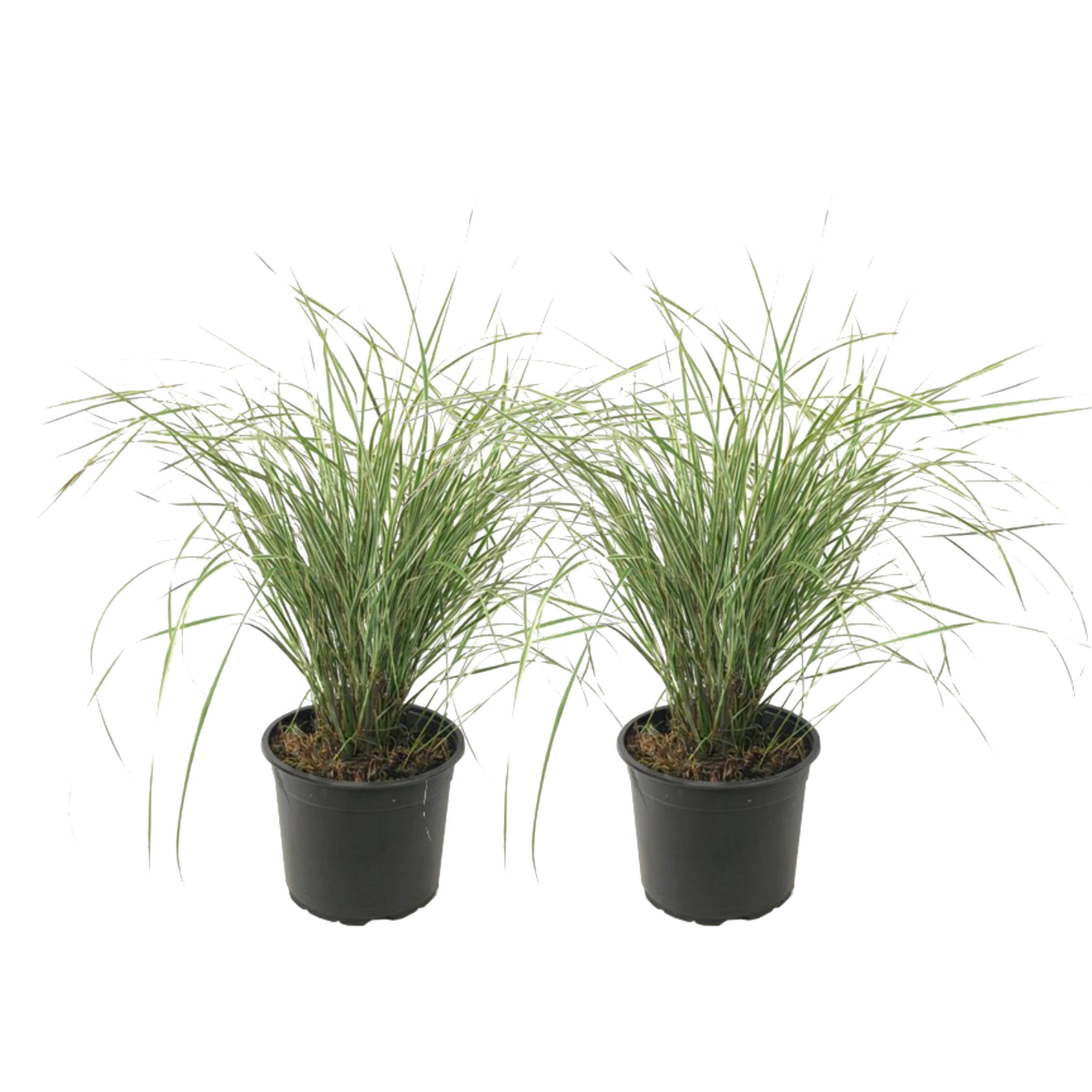 Sulkasaraheinä - 2 kpl - Calamagrostis 'Overdam' - Korkeus 20-30 cm - ⌀23 cm
