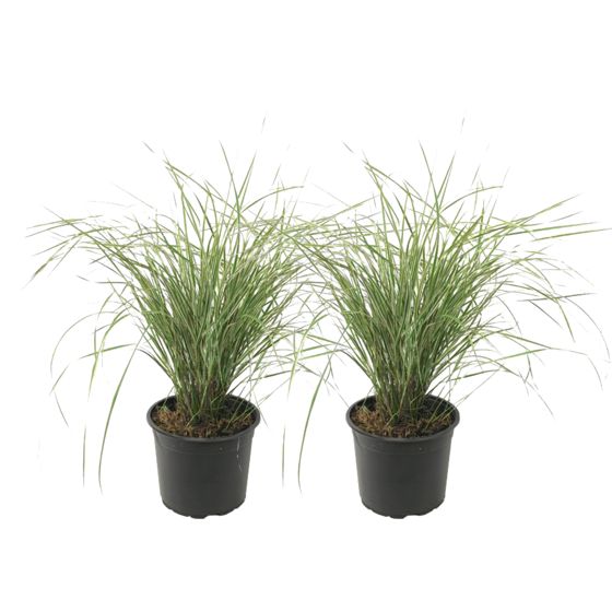 Sulkasaraheinä - 2 kpl - Calamagrostis 'Overdam' - Korkeus 20-30 cm - ⌀23 cm