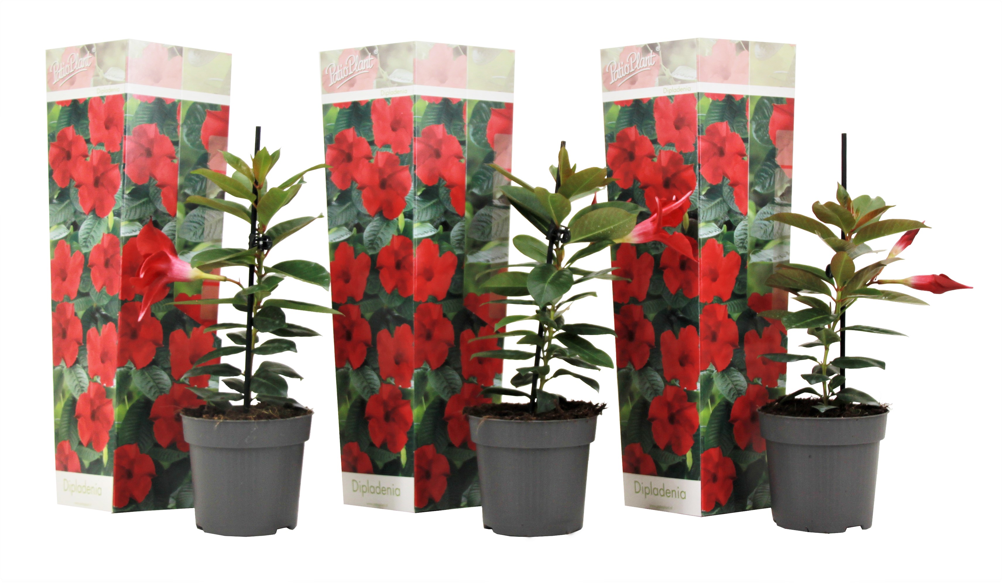 Mandevilla - 3 kpl - Dipladenia sanderii 'Rio Red' - Korkeus 25-40 cm - ⌀9 cm