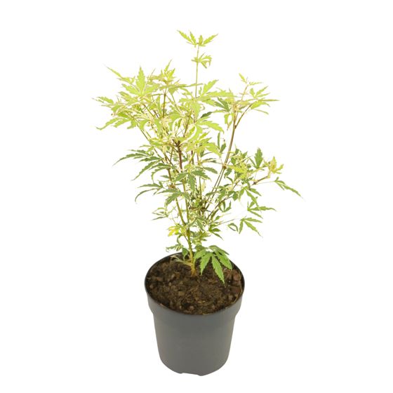 Japanin vaahtera - Acer palmatum 'Butterfly' - Korkeus 25-40cm - ⌀10,5cm