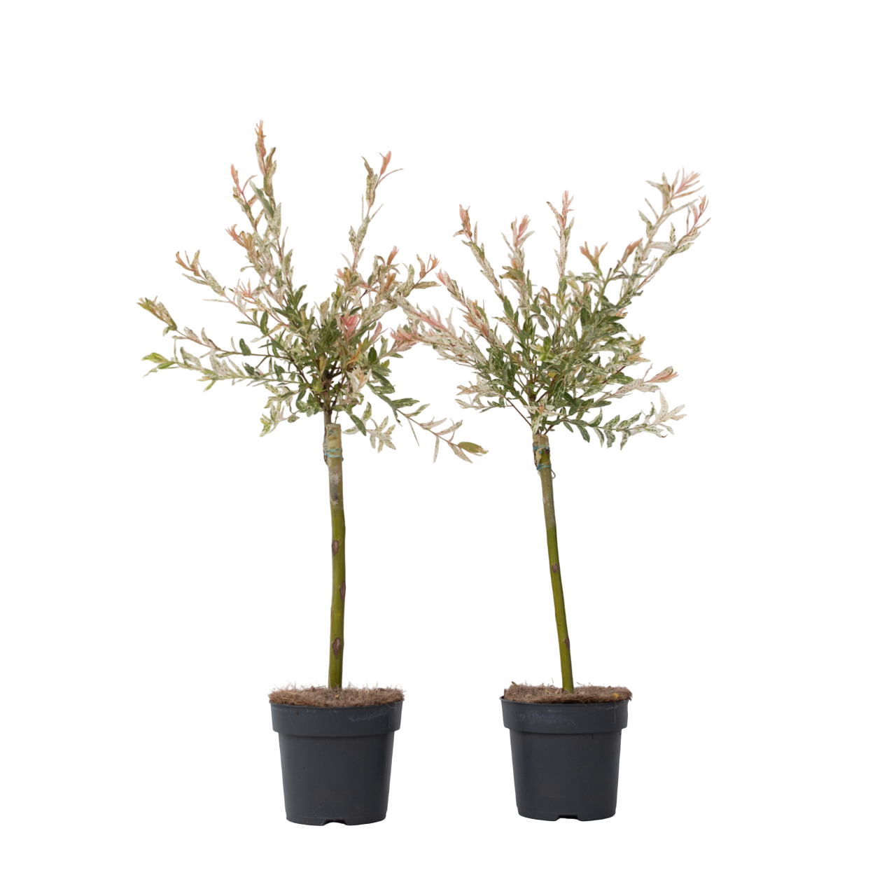 Flamingonpaju - 2 kpl - Salix integra 'Flamingo' - Korkeus 60-80cm - ⌀17cm