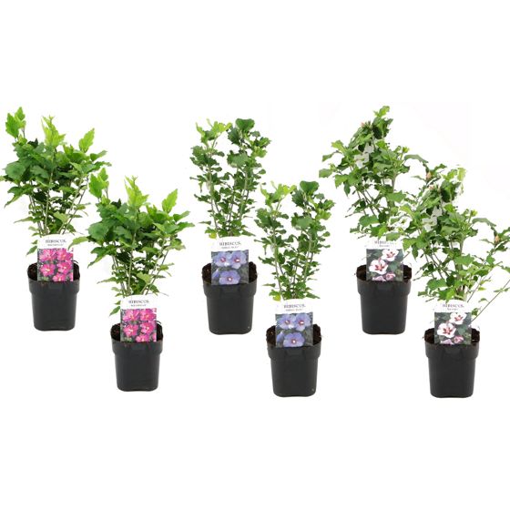 Ruusu alppiruusu - 6 kpl. - Hibiscus syriacus - Korkeus 25-40cm - ⌀17cm