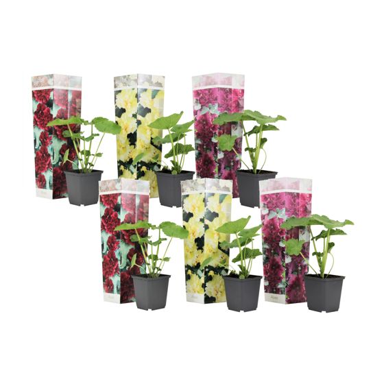 Jalokukka - 6 kpl - Alcea rosea - Korkeus 25-40 cm - ⌀9 cm