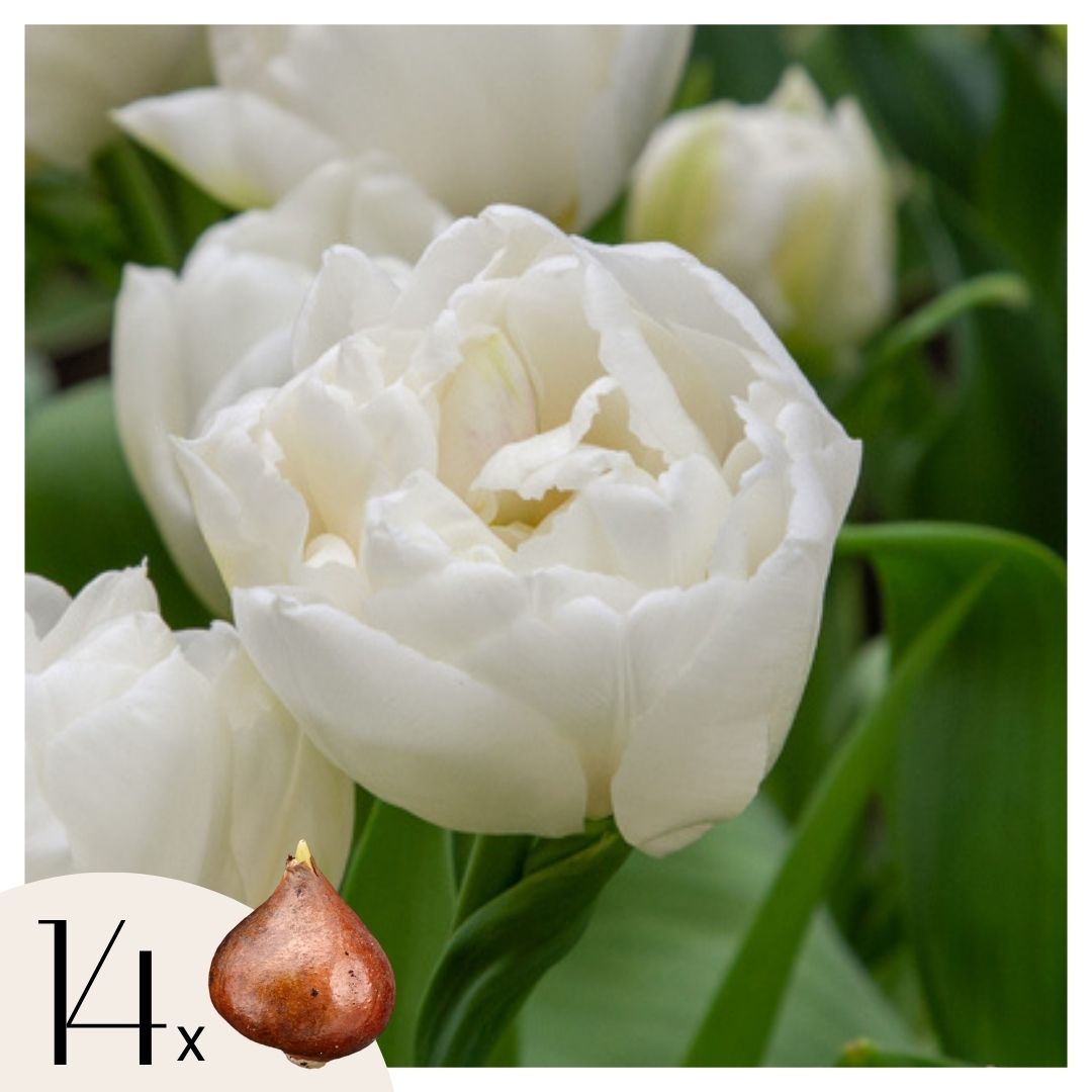 Tulppaaninsipulit - 14 kpl - Tulipa 'Mondial' - Kukkasipulit