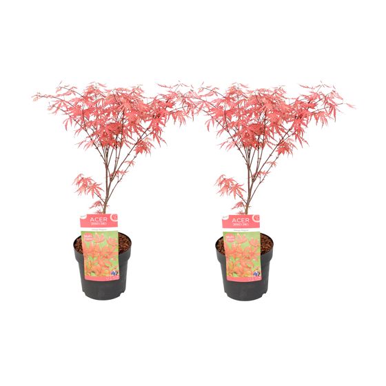 Japanin vaahtera - 2 kpl - Acer palmatum 'Amagi-shigure' - K30-40cm - ⌀13cm