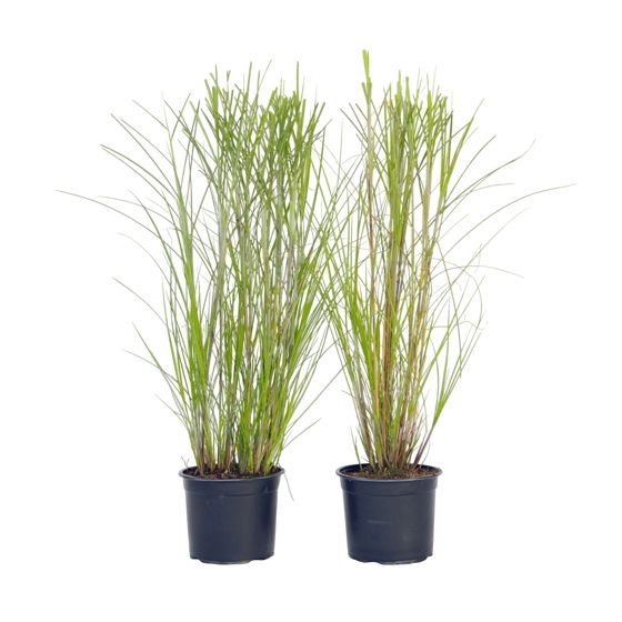 Kiinansilkkiheinä - 2 kpl - Miscanthus 'Gracillimus' - Korkeus 40-60cm - ⌀23cm