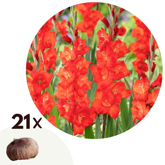 Miekkalilja - 21 kpl - Gladiolus 'Glamini Patty' - Kukkasipulit - Punainen