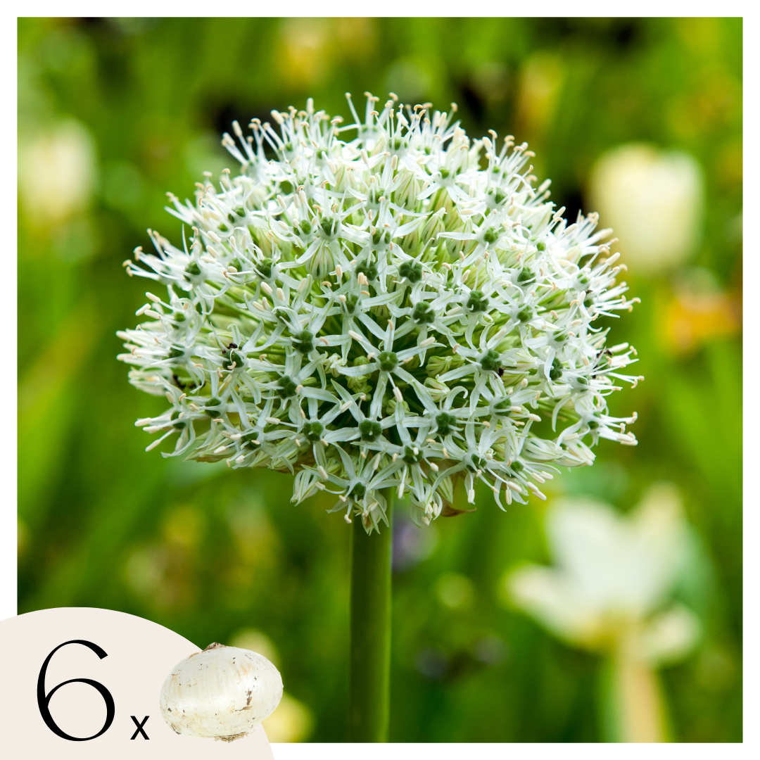 Koristeellinen sipuli - 6 kpl - Allium 'Mount Everest' - Valkoinen