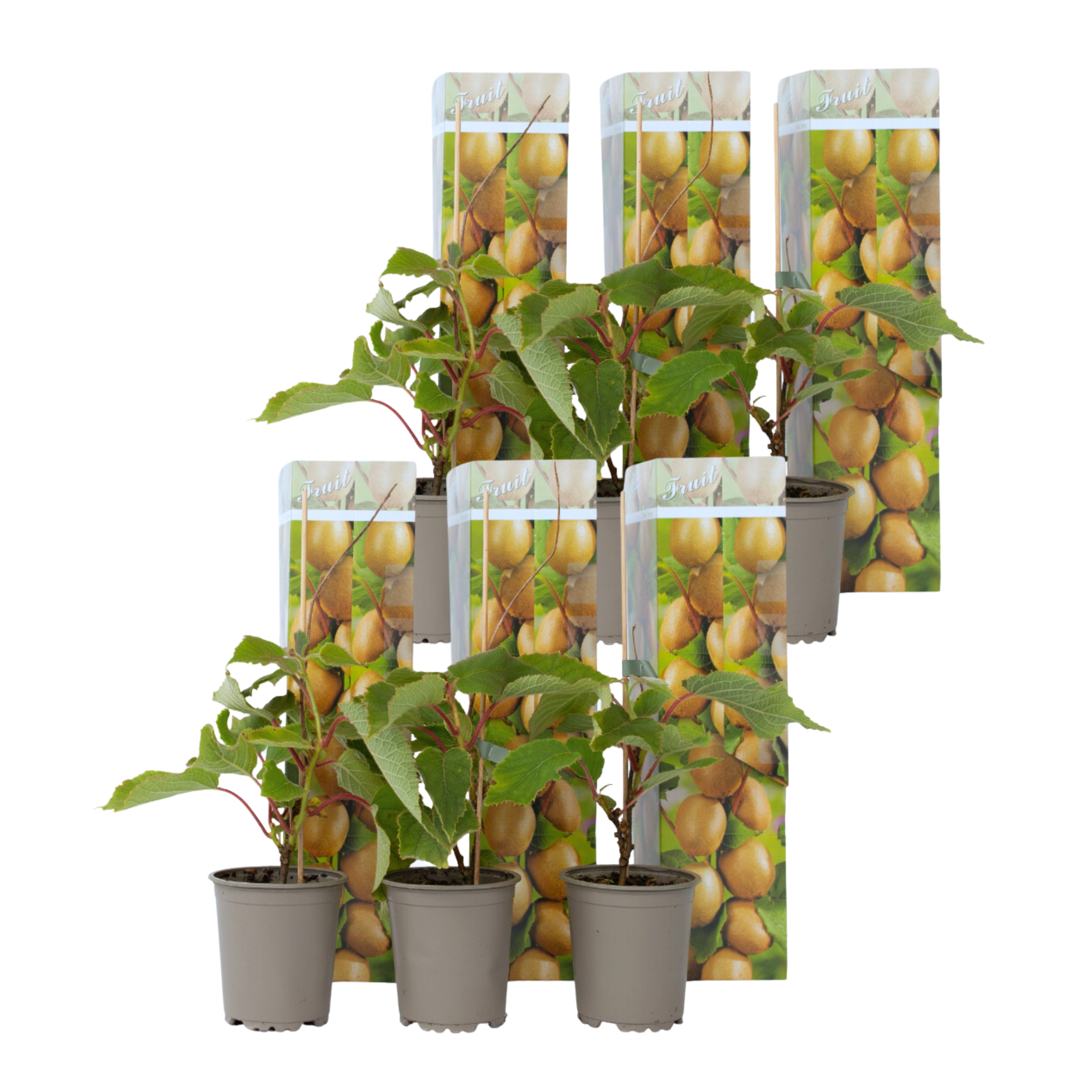 Kiivihedelmä - 6 kpl. - Actinidia deliciosa 'Jenny' - Korkeus 20-40cm - ⌀9cm