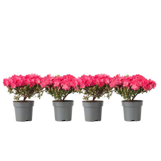 Atsalea - 4 kpl - Rhododendron azalea 'Anouk' - Korkeus 25-40cm - ⌀17cm