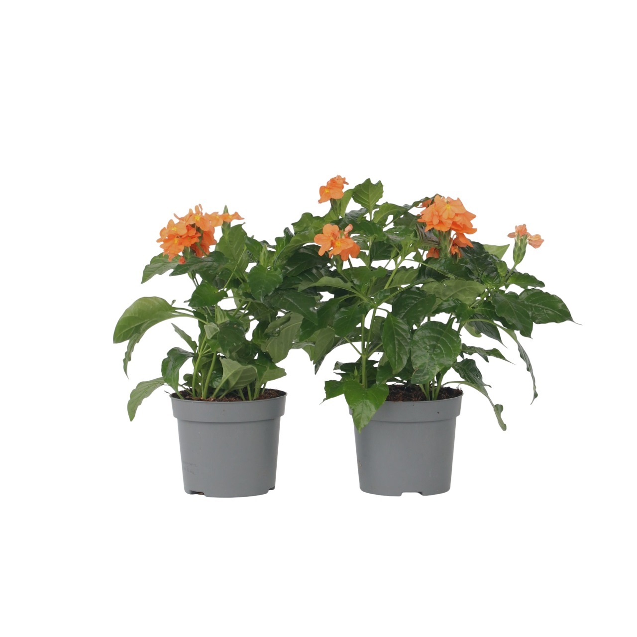 Rakettikukka - 2 kpl - Crossandra 'Fortuna' - Korkeus 20-30cm - ⌀13cm