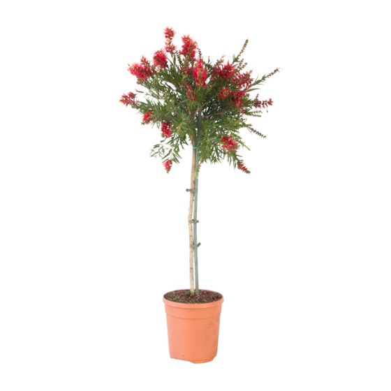 Kaunoputki - Callistemon citrinus 'Splendens' - Korkeus 90-110cm - ⌀21cm