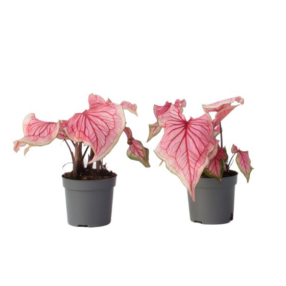 Enkelinsiivet - 2 kpl - Caladium 'Sweetheart' - Korkeus 25-40cm - ⌀12cm