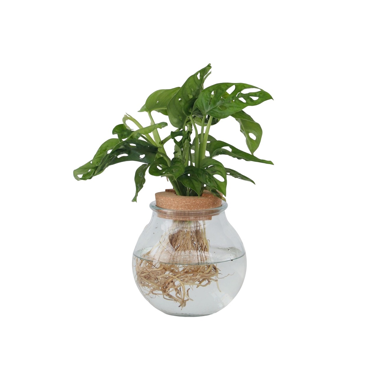 Mini juustomonstera - Monstera 'Monkey Mask' - Korkeus 25-35 cm - ⌀20 cm