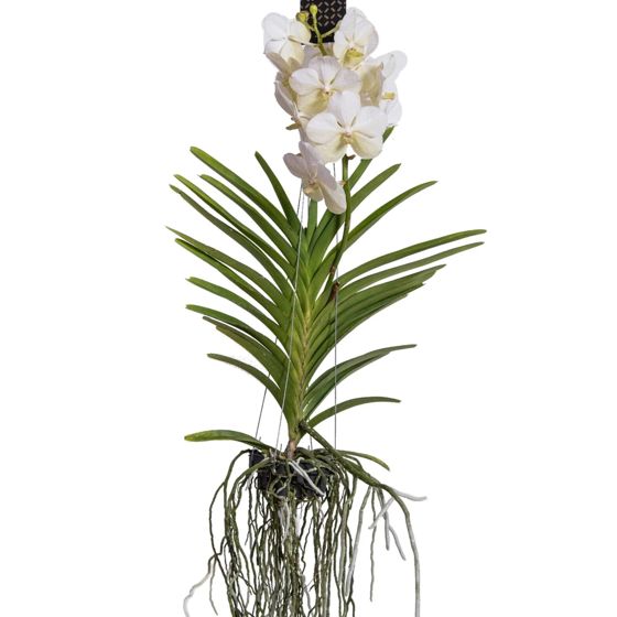Vanda-orvokki - Vanda 'White' - Korkeus 55-65cm